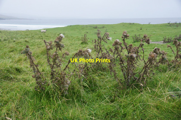 Photo 6"x4" Autumnal thistles in August, Easting beach Mailand c2011