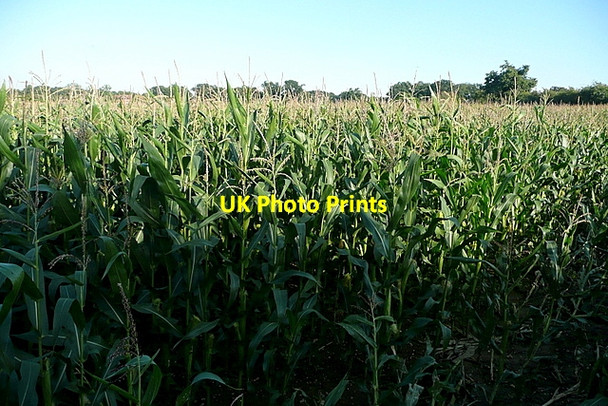Photo 6"x4" Maize at Comp Farm Binfield Heath c2011