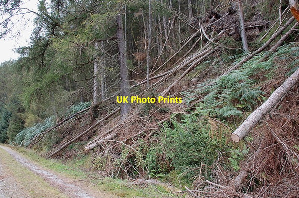 Photo 6"x4" Fallen trees below Creag an Tuill, Achray Forest Achray Water c2011