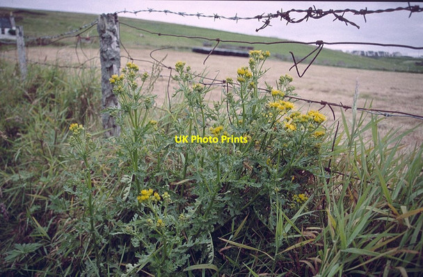 Photo 6"x4" Common Ragwort (Senecio jacobaea), Northdale Northdale\/HP6413 c2000