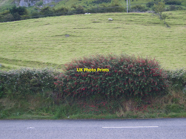 Photo 6"x4" Roadside fuchsias overlooking Red Bay Glenariff c2011
