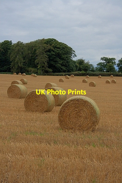 Photo 6"x4" Bales, near Friar's Hurst North Stainley\/SE2876 c2011