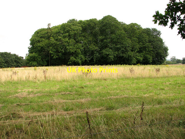 Photo 6"x4" Chestnut Wood, Castle Rising Castle Rising c2011