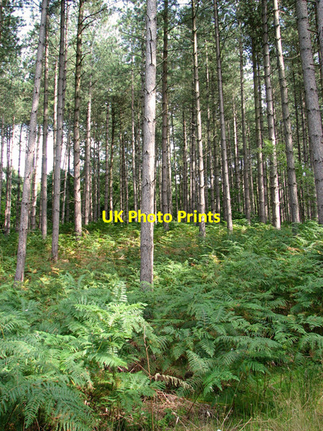 Photo 6"x4" Bracken in Jocelyn's Wood, Dersingham Dersingham c2011