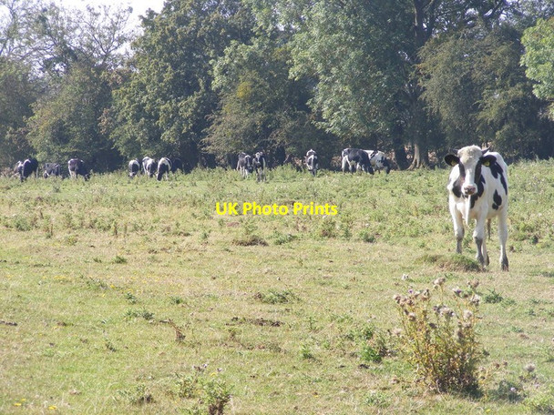 Photo 6"x4" Outcast Cow Crowle Green c2011