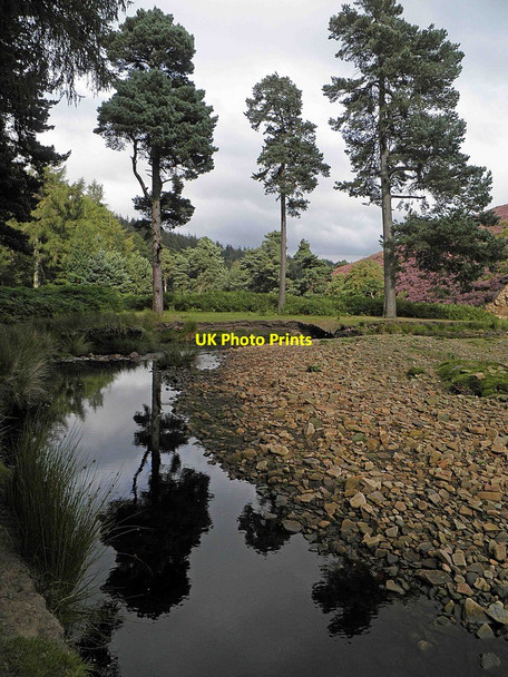 Photo 6"x4" 3 Pines alongside the Little Don River Fullshaw c2011
