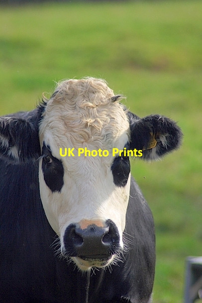 Photo 6"x4" Bullock at Newton Farm Sneatonthorpe c2011