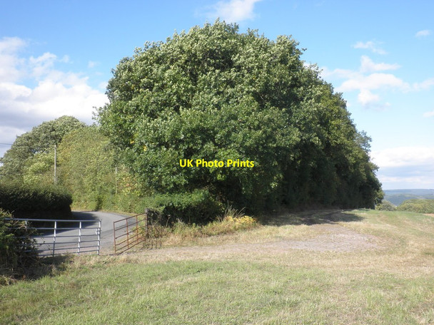 Photo 6"x4" Newtown Grove Newtown\/SO5333 c2011