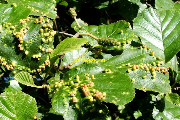 Photo 6"x4" Leaf galls on common alder Dumbarton c2011