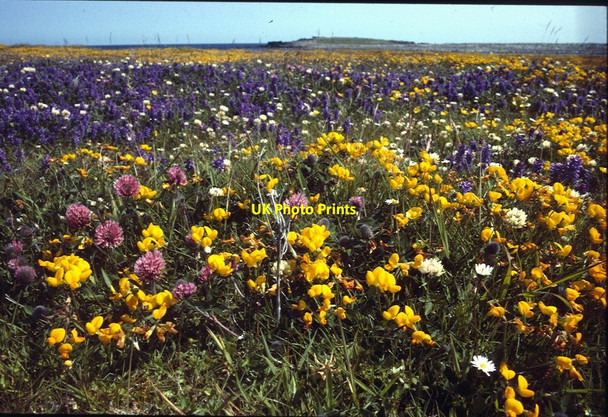 Photo 6"x4" Flowers on the north side of Grutness Voe Grutness c1999