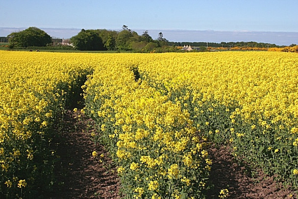 Photo 6"x4" Oilseed Rape at Stynie Mosstodloch c2008