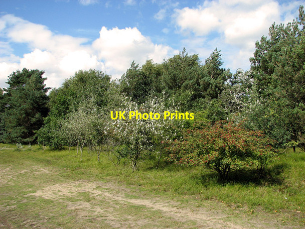 Photo 6"x4" Bawsey Country Park Leziate c2011