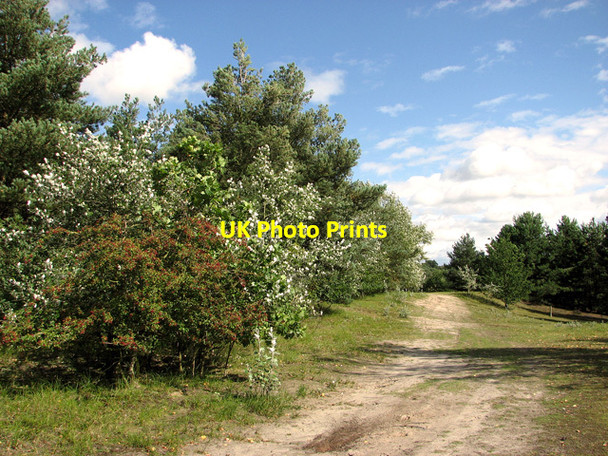 Photo 6"x4" Track along the lake in Bawsey Country Park Leziate c2011