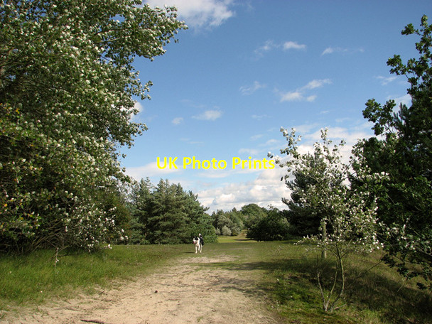 Photo 6"x4" A walk in Bawsey Country Park Leziate c2011