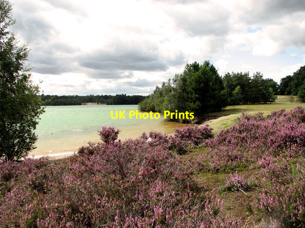 Photo 6"x4" Flowering heather in Bawsey Country Park Leziate c2011