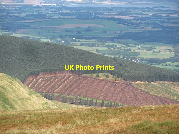 Photo 6"x4" Hillfoot Hill Dollar c2011