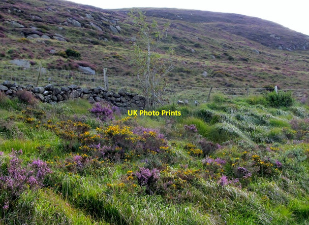 Photo 6"x4" The heather clad slopes of Leckan More Rostrevor c2011