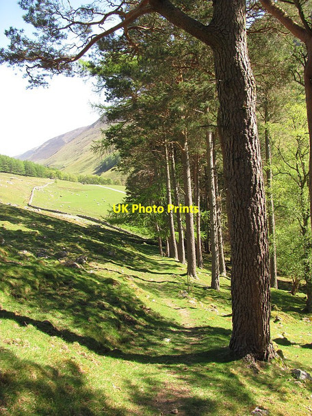 Photo 6"x4" Woodland by Forest Lodge Forest Lodge\/NN9374 c2011