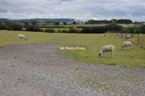 Photo 6"x4" Sheep grazing near Prestbury Park Brockhampton\/SO9426 c2011