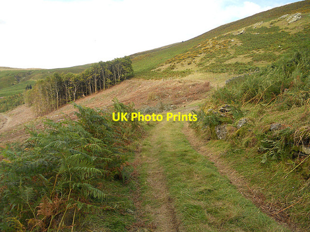 Photo 6"x4" Forest clearance near the sheepfold Pencraig\/SJ0427 c2011