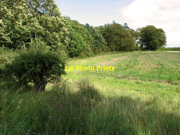 Photo 6"x4" Field-woodland boundary, Gayton Gayton Thorpe c2011