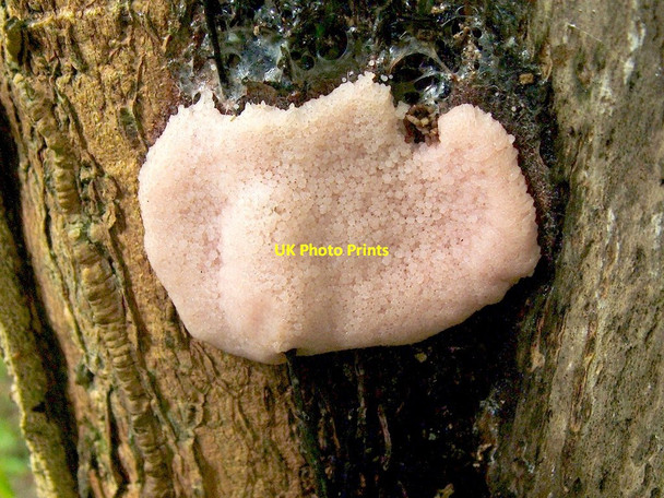 Photo 6"x4" Slime mould on tree stump Dumbarton c2011