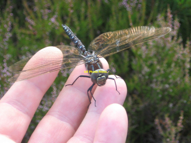 Photo 6"x4" Unusually Coloured Male Common Hawker (Aeshna juncea) Carnachuin c2009