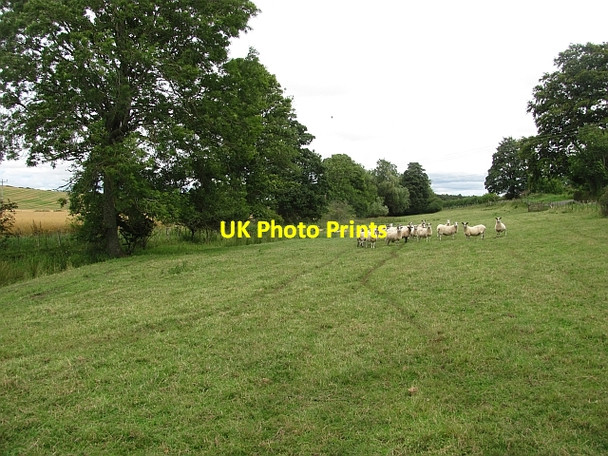 Photo 6"x4" Riverside pasture, Hendersyde Kelso c2011