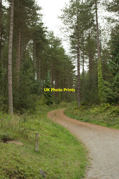 Photo 6"x4" Forest Track Newborough\/Niwbwrch c2011