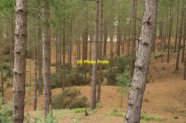 Photo 6"x4" Trees, Newborough Forest Newborough\/Niwbwrch c2011