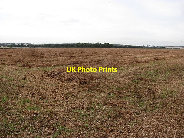 Photo 6"x4" Bean straw Drem c2011