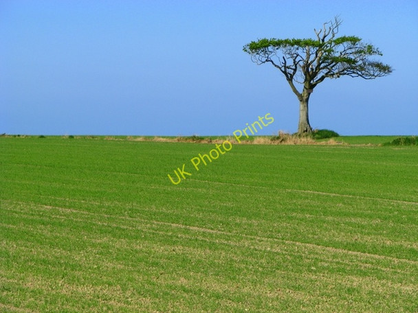 Photo 6"x4" Field and tree near Bangor Crawfordsburn c2008