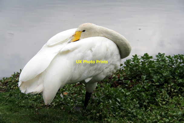 Photo 6"x4" Whooper Swan (Cygnus cygnus) Ashbank\/TQ8253 c2011