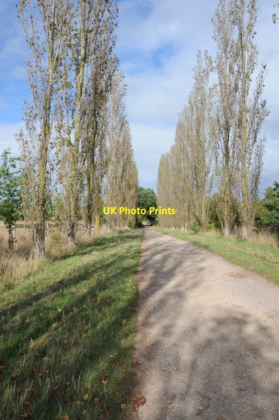 Photo 6"x4" Poplar-lined driveway Chaceley c2011