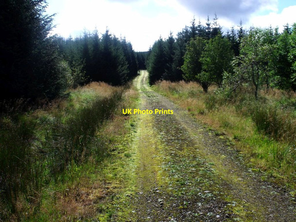 Photo 6"x4" Waterhead, forestry track [2] Waterhead\/NS6583 c2011