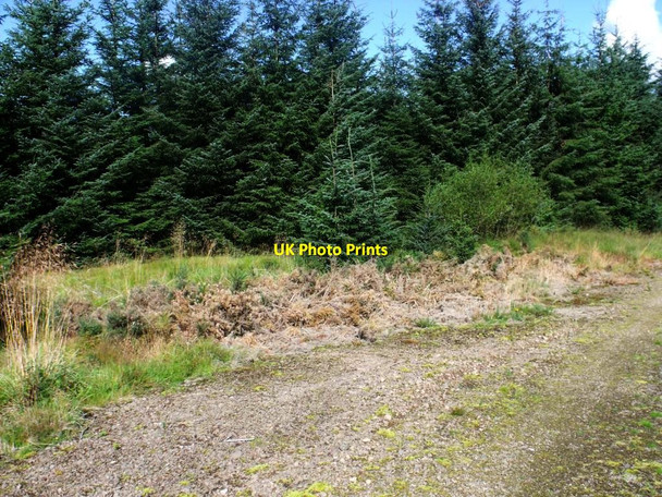 Photo 6"x4" Waterhead, forestry plantation [2] Waterhead\/NS6583 c2011