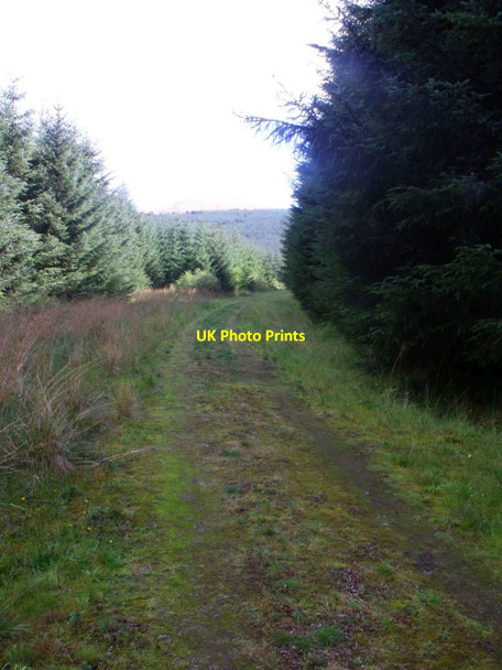 Photo 6"x4" Drove Hill, forestry tracks [2] Waterhead\/NS6583 c2011