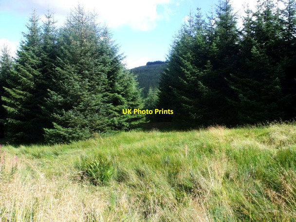 Photo 6"x4" Drove Hill, forestry tracks [4] Bin Burn c2011