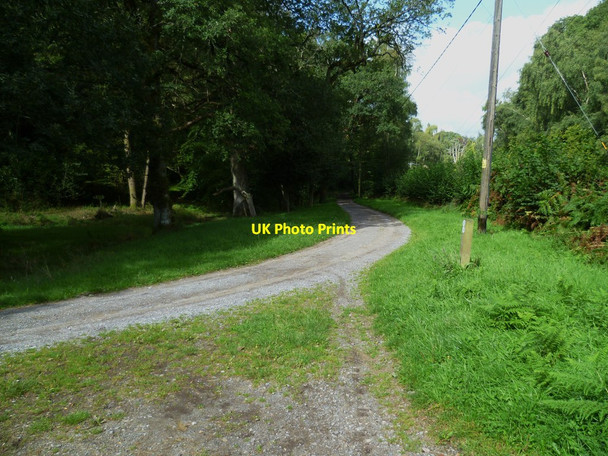 Photo 6"x4" Bridleways merge in Winterfold Wood Farley Green\/TQ0645 c2011