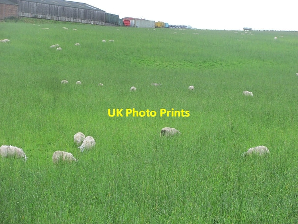 Photo 6"x4" Grass, Bowridge Denny c2011