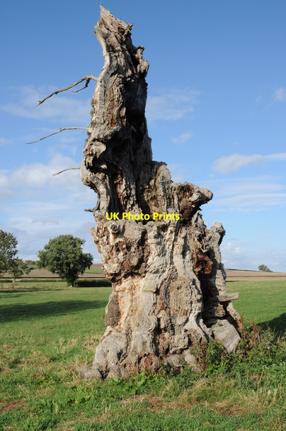 Photo 6"x4" Dead tree trunk Tewkesbury c2011
