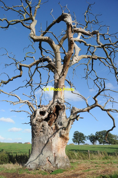 Photo 6"x4" Dead oak tree Tewkesbury c2011