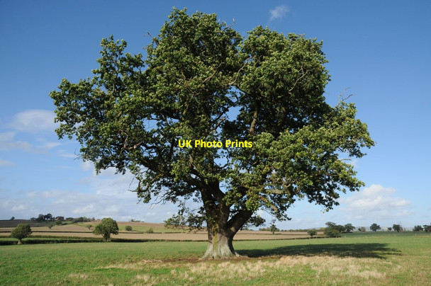 Photo 6"x4" Oak tree at Home Farm Tewkesbury c2011