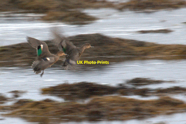 Photo 6"x4" Teal (Anas crecca), Baltasound Baltasound c2011