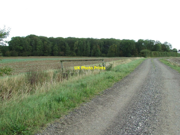 Photo 6"x4" Hare Wood Horseheath c2011