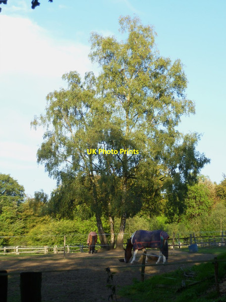 Photo 6"x4" Tree and paddocks at Keepers Cottage Farley Green\/TQ0645 c2011