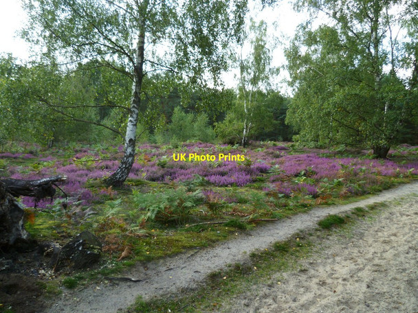 Photo 6"x4" Heather on Albury Heath Albury\/TQ0547 c2011