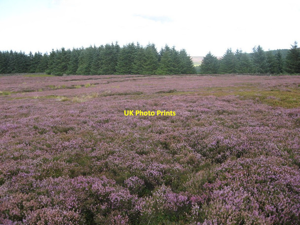 Photo 6"x4" Ingleby Moor Battersby c2010