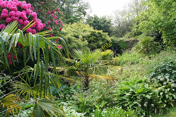 Photo 6"x4" Kingswear: garden at Coleton Fishacre 2 Kingston\/SX9051 c2008