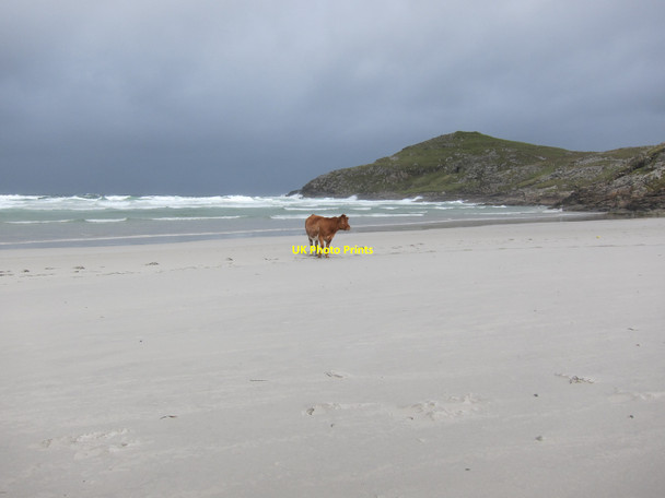 Photo 6"x4" Cow on a beach E\u00f2laigearraidh c2011